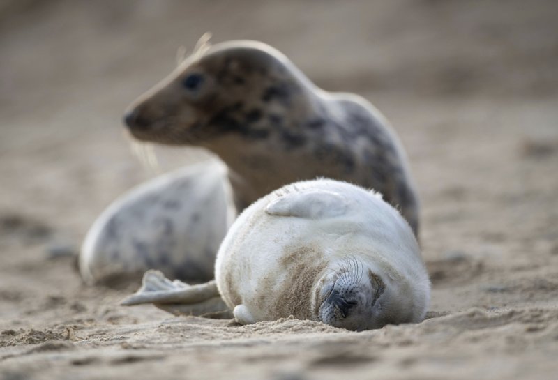 50 countries vow to protect 30% of land and sea by 2030